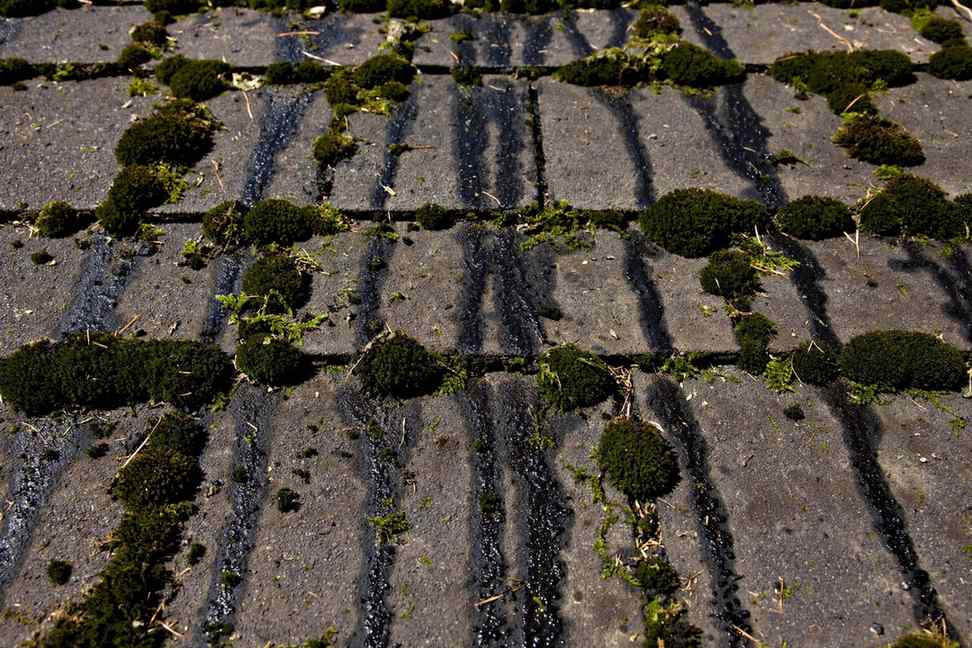 Roofing Services in Westchester, CA — Green Roofing in Westchester, CA